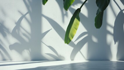 Poster - Shadow of Banana Leaves on Wall Texture Background