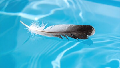 Poster - Floating feather on clear blue water surface nature photography tranquil environment artistic viewpoint