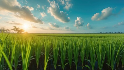 Aufkleber - Rice plants in the agricultural field in autumn