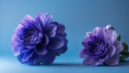 Poster - Blue blossoms displayed on a deep blue background