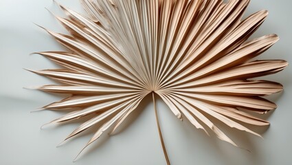 Aufkleber - Close-up of dry exotic palm leaf on a white background from above. Minimalist plant backdrop.