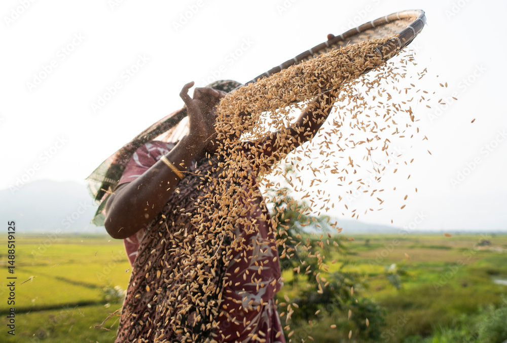What Is Winnowing Rice A woman winnowing rice grain after dry in the sun Stock Photo | Adobe Stock