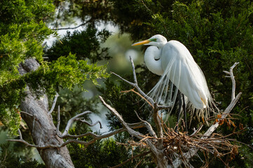 Wall Mural - a great egret perched in mating plummage