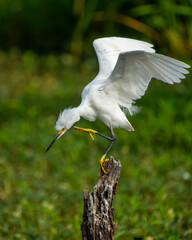 Wall Mural - A snowy egret scratching while perched on a tree stump