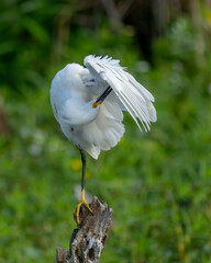 Wall Mural - A snowy egret preening while perched on a tree stump