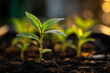 © Andżelika - Young green plant growing in black soil pot, surrounded by blurred seedlings, warm natural sunlight, glowing soft-focus background.