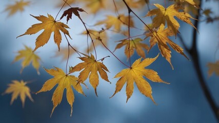 Poster - Golden Maple Leaves Contrast Against a Soft Blue Background During Autumn in a Tranquil Forest Setting