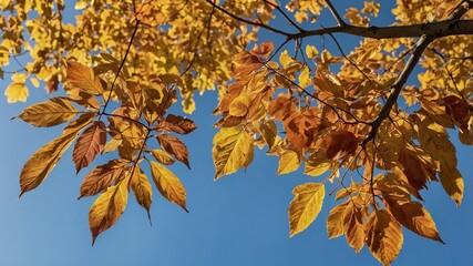 Poster - Bright Golden Autumn Leaves Sway Gently Against a Clear Blue Sky During a Sunny Afternoon in a Park