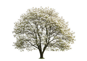 Magnolia blossom spring floral tree isolated on transparent background