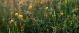 closeup of buttercup flowers in green grassy meadow