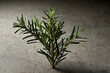© Adorable Works - Fresh Rosemary Sprig