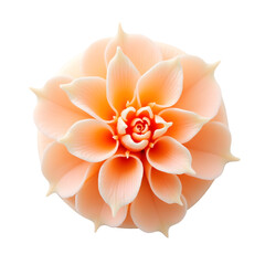 Poster - Captivating floral formation in luminous pastel hues, gracefully unfolding like an underwater blossom against a stark backdrop