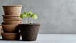 © DeepView - Seedling in Biodegradable Pot with Stack of Pots