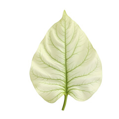 Poster - Exquisite Detailed Frangipani Leaf Isolated, A Botanical Study in Light and Structure for Artistic and Scientific Use