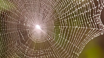 Close-up of dew covered spiderweb creating intricate patterns against a blurred green and brown background.