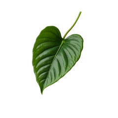Poster - Highly Detailed Photorealistic Image of a Single Green Anthurium Leaf on a Plain Background with Soft Lighting
