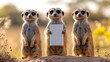 © Paul - Meerkats facing camera and holding up a sign. Blurred background of the savannah in the background.