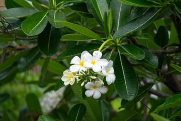 Wall Mural - White Frangipani flower Plumeria alba with green leaves