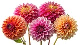 A vibrant arrangement of dahlias in various shades of pink, peach and yellow