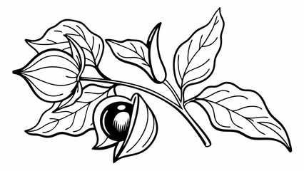 Poster - Line art illustration of a physalis plant with leaves and fruit in black and white drawing style created with generated ai