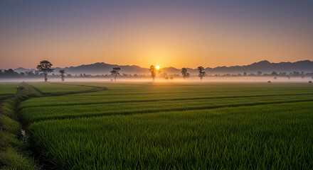 Wall Mural - Field of green grass with a sun setting in the background