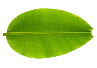 Fresh banana leaf isolated on transparent background Generative Ai
