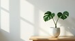 © napak - Serene Minimalist Home Decor A Young Monstera Deliciosa Plant in a Simple White Pot, Basking in Sunlight on a Light Wood Table