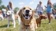 © Babb - A cheerful golden retriever stands proudly in the foreground while various dogs and their owners mingle in the dog park. The sunny afternoon creates a joyful atmosphere