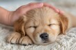© Agnieszka - Serene golden retriever puppy resting on cozy blanket