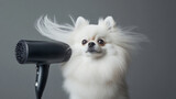 A white pomeranian dog holding a hair dryer blowing its fur with beautiful waves in the wind on silver grey background. fashion elegant minimalism luxury pet grooming pet salon advertising photograph 