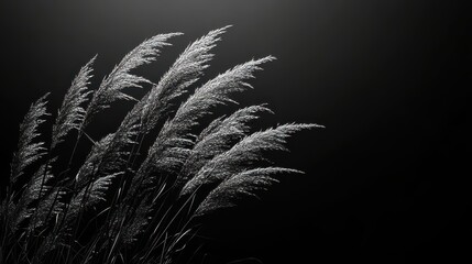 Poster - Abstract Light Plant Form on Dark Background