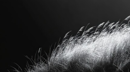 Fototapete - Abstract White Particle Dispersion on Black Background