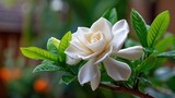 A close-up of a blooming gardenia flower with creamy white petals unfolding in soft, velvety layers