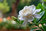 A close-up of a blooming gardenia flower with creamy white petals unfolding in soft, velvety layers