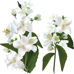 Wall Mural - isolated white jasmine two branches illustration