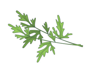 Poster - fresh parsley herb leaves with thin stems 2d cartoon object. cilantro culinary leafy sprig. garnish 