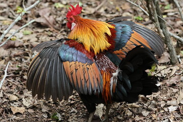 rear view of a male chicken flapping its wings – red junglefowl (gallus gallus). domesticated chicke
