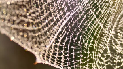 Intricate spiderweb glistens with morning dew, capturing the beauty of nature's architecture with shimmering light and delicate patterns
