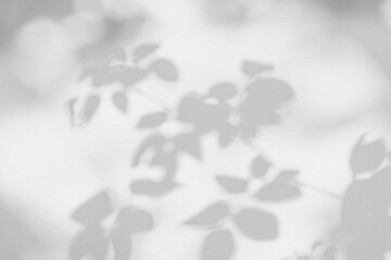 Aufkleber - Rose leaf shadow. Shadows and light from sunlight of natural rose leaf tree branch plant , grey rose leaves shadow overlay effect for foliage mockup