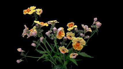 Wall Mural - (Nemesia strumosa) Graceful flowers of yellow nemesia opening. Flowers with wavy bright yellow petals around a golden yellow throat adorning a planter