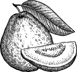 Wall Mural - guava and slice ink sketch