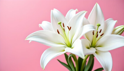 Poster - Close-Up View of Beautiful White Lilies on Pink Background
