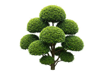decorative topiary tree isolated on transparent background