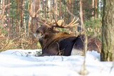 Łoś, moose, elk, Alces alces