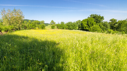 Wall Mural - agricultural field on hillside in mountains near forest in morning light. green environment. beautif