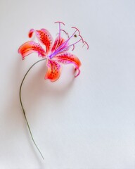Poster - Vibrant Lily With Delicate Stem Against a Clean White Backdrop Inviting Tranquility and Elegance