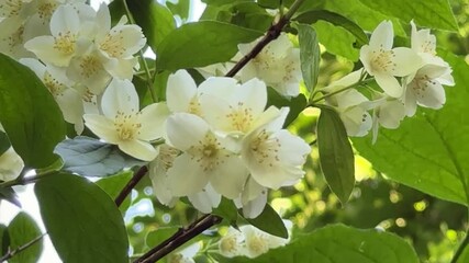 Poster - Blooming mock orange (Philadelphus coronarius) with white flowers in spring