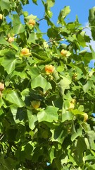 Poster - yellow tulip tree flowers with green leaves in sunlight