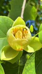 Poster - bee on yellow tulip tree flower with green leaves in sunlight