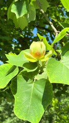 Poster - bee on yellow tulip tree flower with green leaves in sunlight